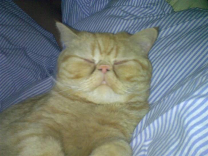 Exotic Alomi's Mikkel billede 15