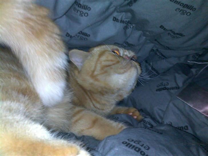 Exotic Alomi's Mikkel billede 16