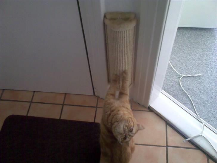 Exotic Alomi's Mikkel billede 17