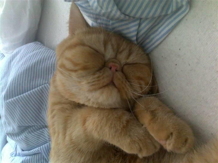 Exotic Alomi's Mikkel billede 18