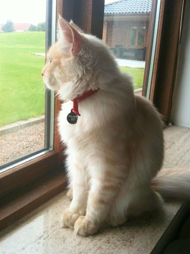 Maine Coon Elvis billede 6