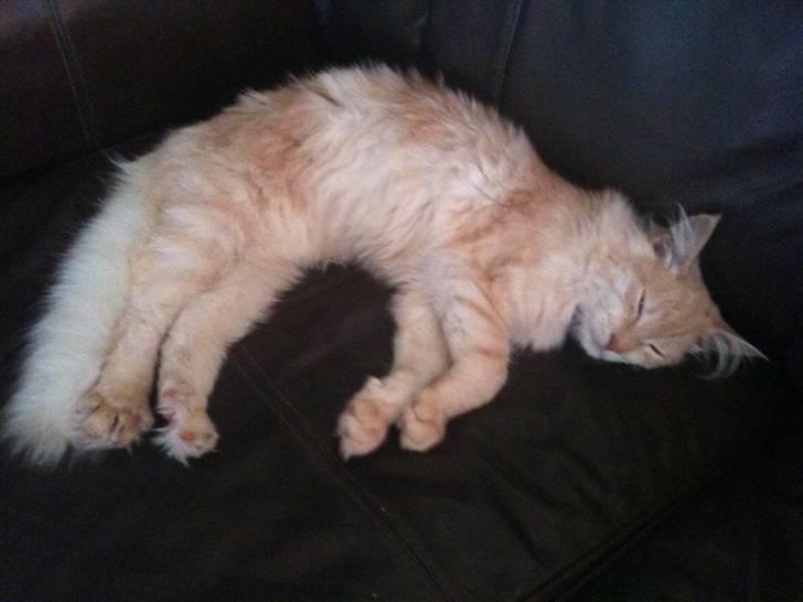 Maine Coon Elvis billede 7