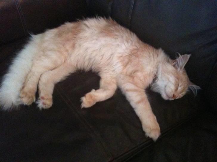 Maine Coon Elvis billede 8