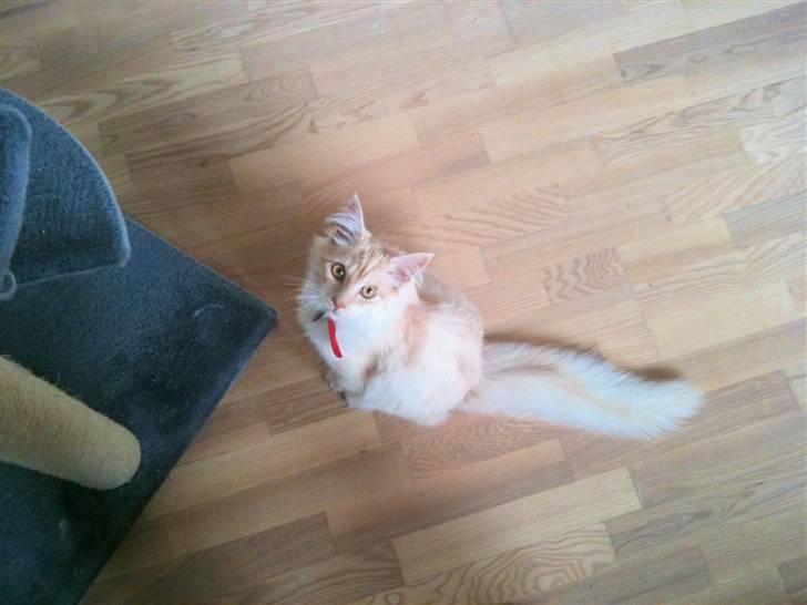 Maine Coon Elvis billede 9