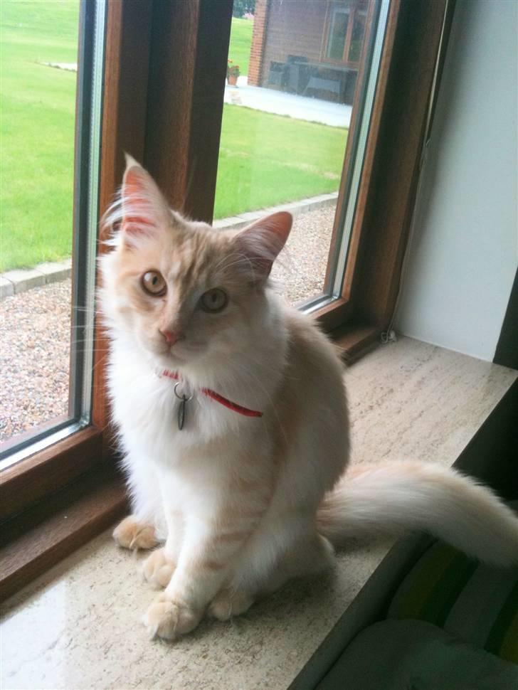 Maine Coon Elvis billede 10