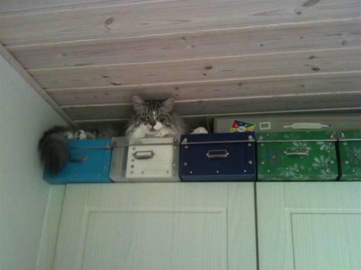 Maine Coon Cosmo R.I.P. 30/7-2011 billede 15