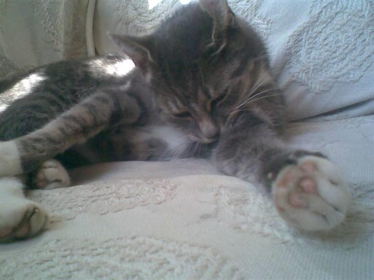 Huskat Biger - Biger slikker sig ;D<3 billede 15