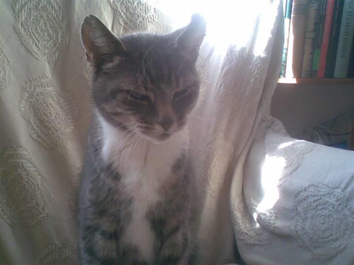 Huskat Biger - Hun ligner en statue xD?<3 billede 2