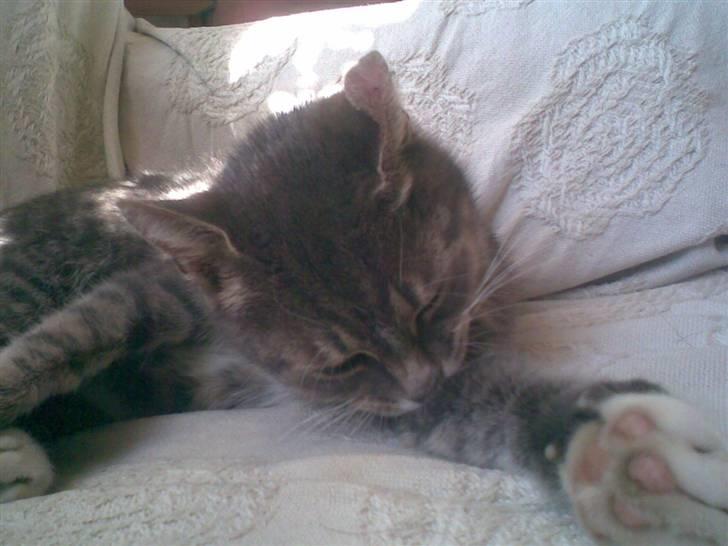 Huskat Biger - Slikke slikke slikke ;D!? billede 3