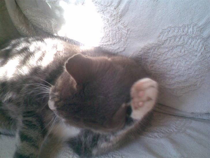 Huskat Biger - Bivse vasker sig <333 billede 4