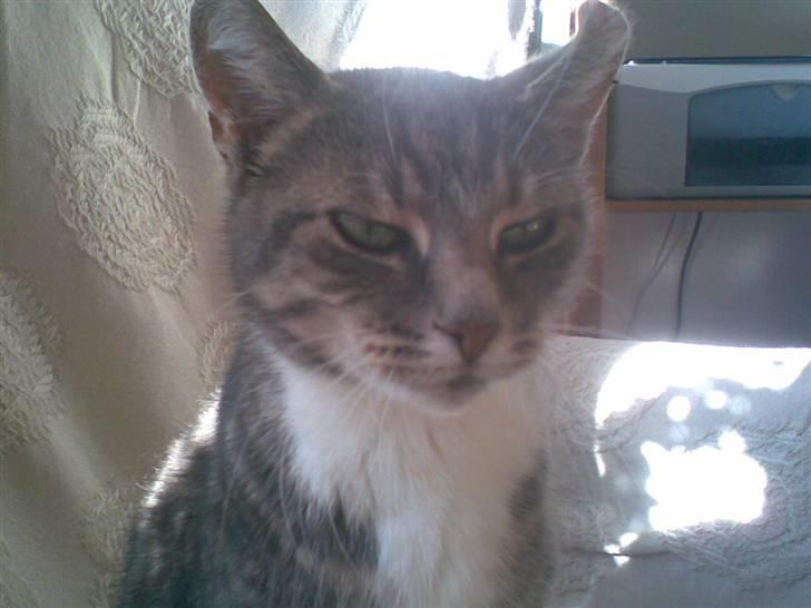 Huskat Biger billede 5