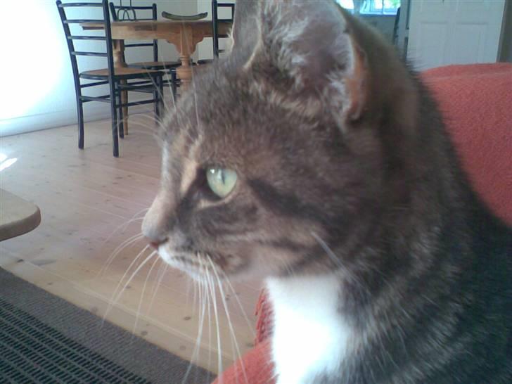 Huskat Biger billede 6