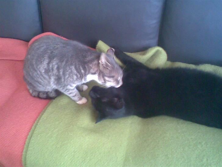 Huskat Biger billede 7