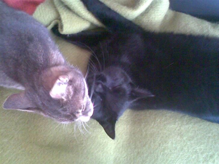 Huskat Biger billede 8