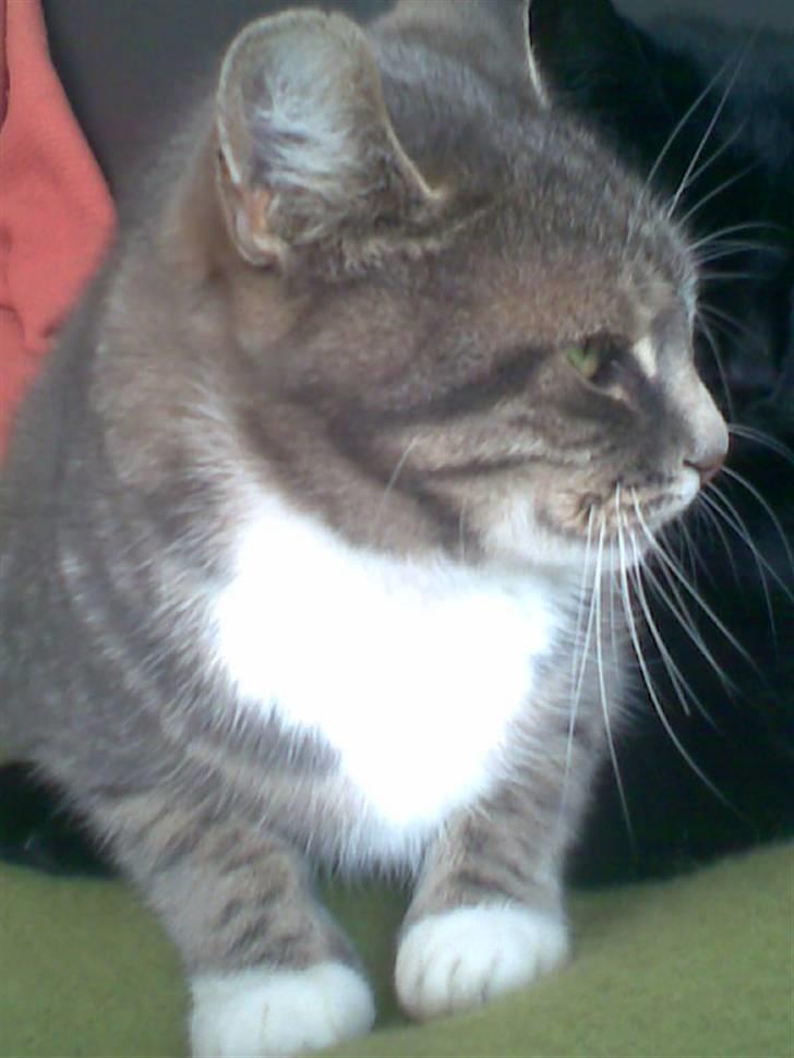 Huskat Biger billede 9