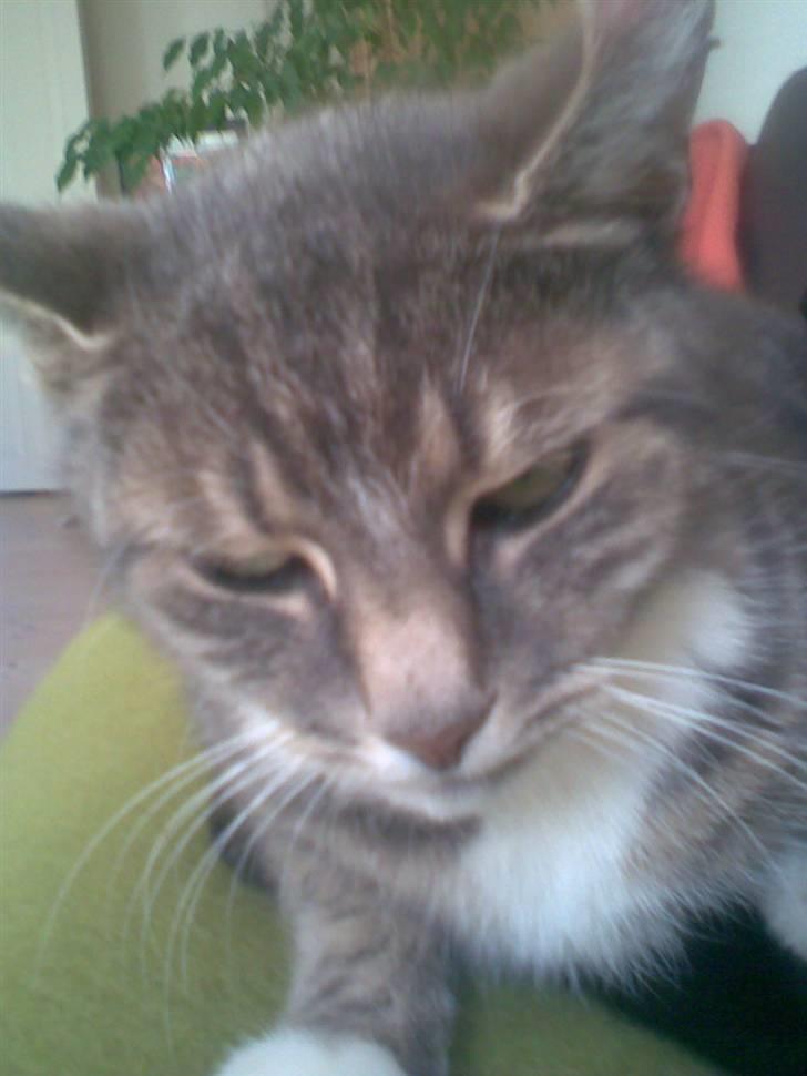 Huskat Biger billede 10