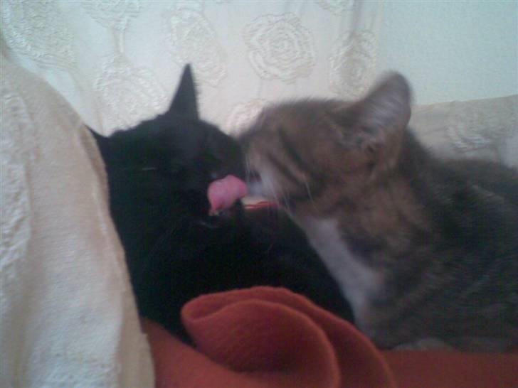 Huskat Biger billede 11