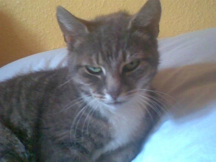 Huskat Biger billede 12