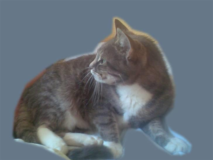 Huskat Biger billede 13