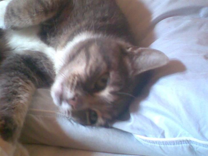 Huskat Biger billede 14