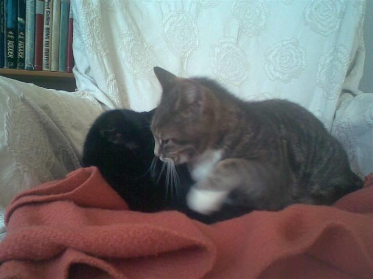 Huskat Biger billede 16