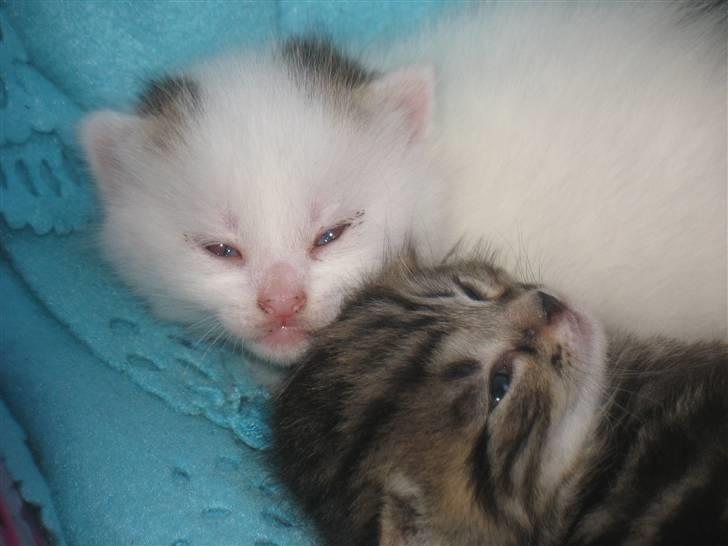 Huskat Zacho´s Marco billede 1