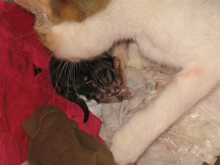 Huskat Zacho´s Marco billede 2