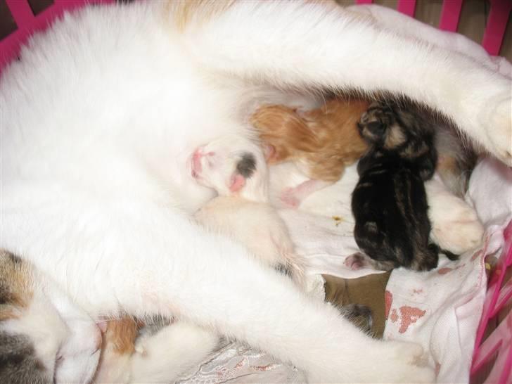 Huskat Zacho´s Marco billede 3