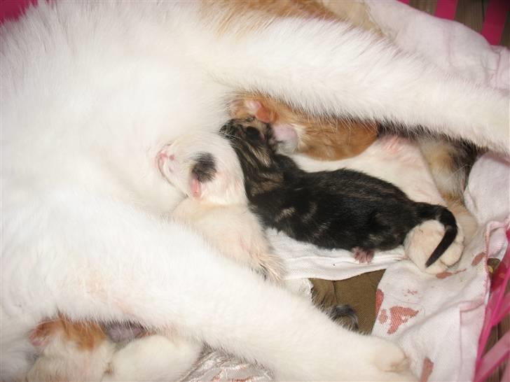 Huskat Zacho´s Marco billede 4