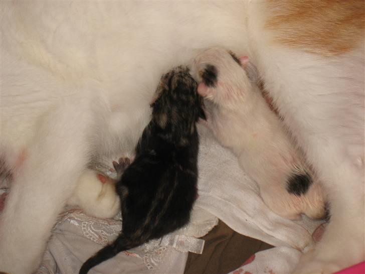 Huskat Zacho´s Marco billede 5