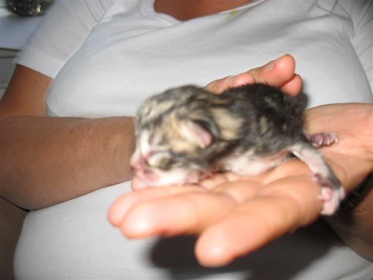 Huskat Zacho´s Marco billede 6