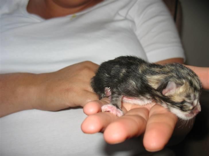 Huskat Zacho´s Marco billede 7