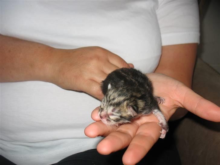 Huskat Zacho´s Marco billede 8