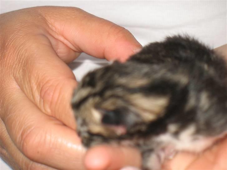 Huskat Zacho´s Marco billede 9