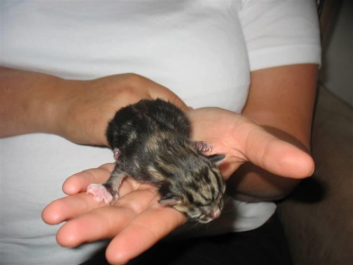 Huskat Zacho´s Marco billede 10