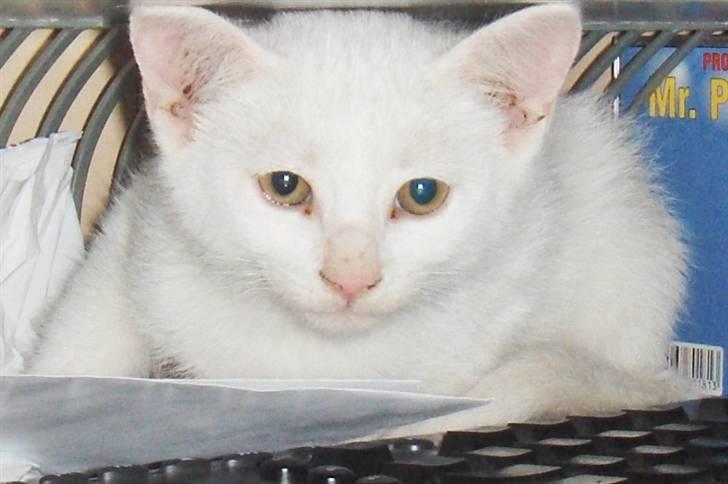 Huskat "Piv" - ligger under "far´s" skærm på computerbordet billede 1