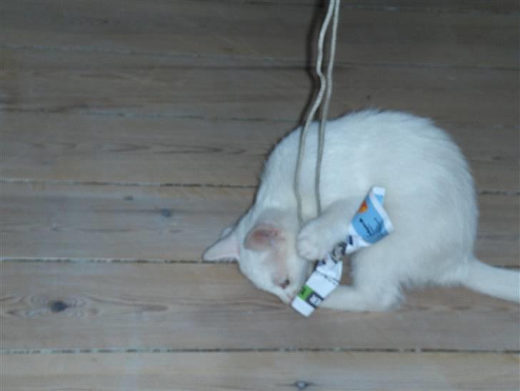 Huskat "Piv" - en snor rundt om et stykke krøllet papir er ynglings legetøjet :D billede 2