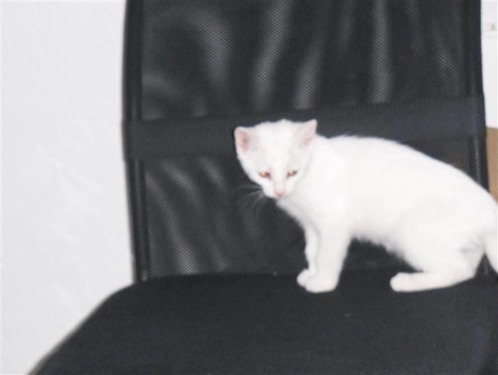 Huskat "Piv" - MIN stol. altså bare indtil en af jer skal bruge den igen :D billede 3