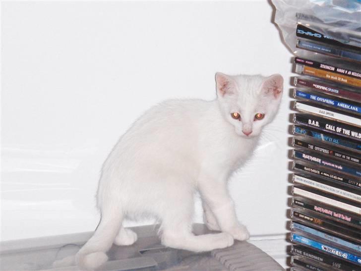 Huskat "Piv" - nå hvis jeg ikke må få stolen tager jeg da bare skamlen ^^ billede 4