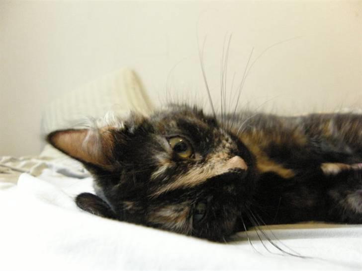 Blanding af racer Bellatrix - Smukke, smukke Bells <3 billede 20