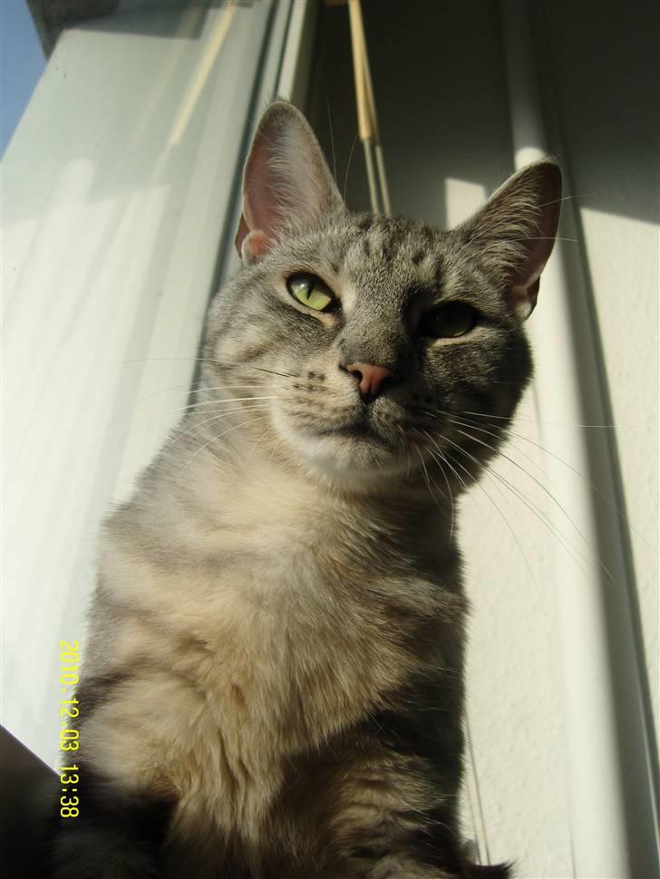 Europé Carezzando's Silver Pio billede 38