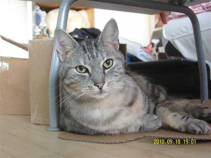 Europé Carezzando's Silver Pio billede 41