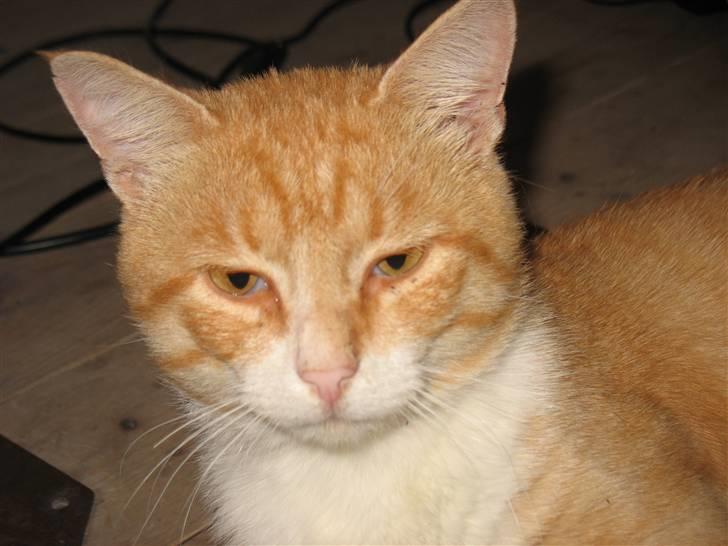 Blanding af racer Zacho´s Buster billede 13