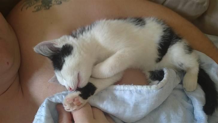 Huskat Anton - Der kan Anton godt ligge en hel dag hvis det stod til ham. billede 3