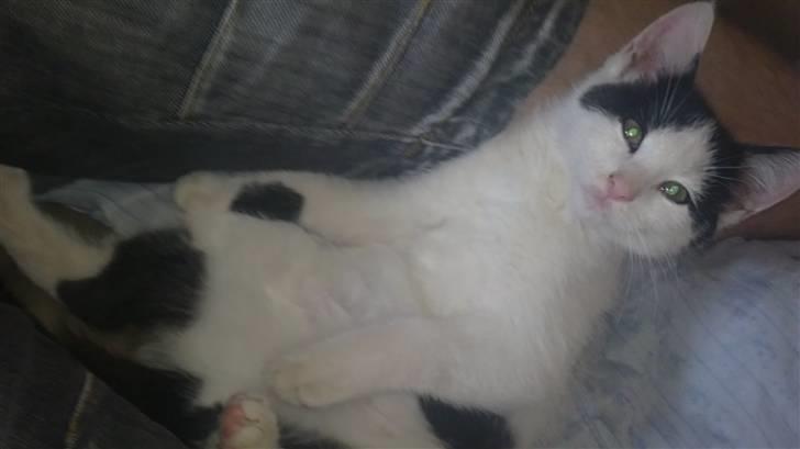 Huskat Anton billede 4