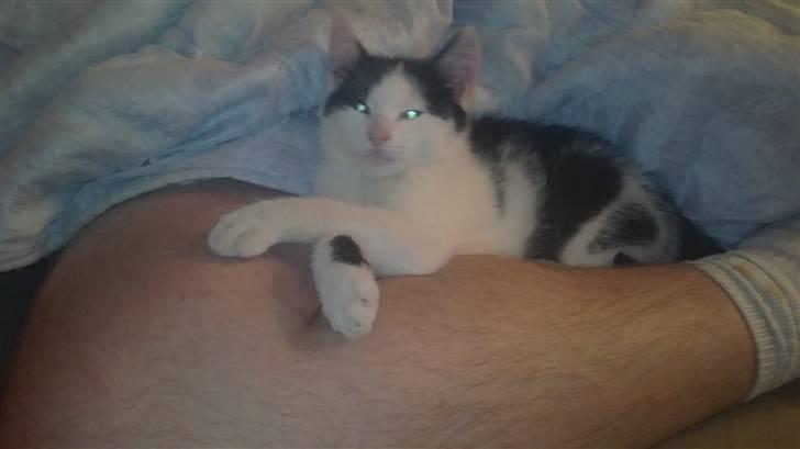 Huskat Anton billede 5