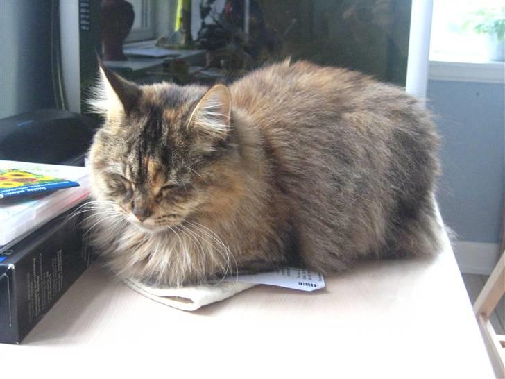 Maine Coon Mille billede 4