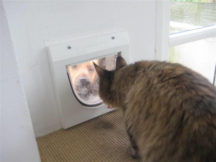 Maine Coon Mille - Her ser hunden Balder og Mille hinanden for første gang billede 6