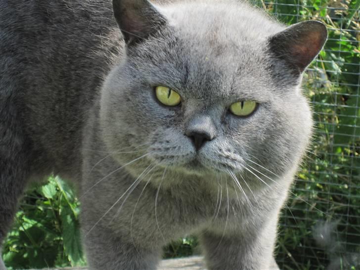 British Shorthair Syriam's Figaro billede 6