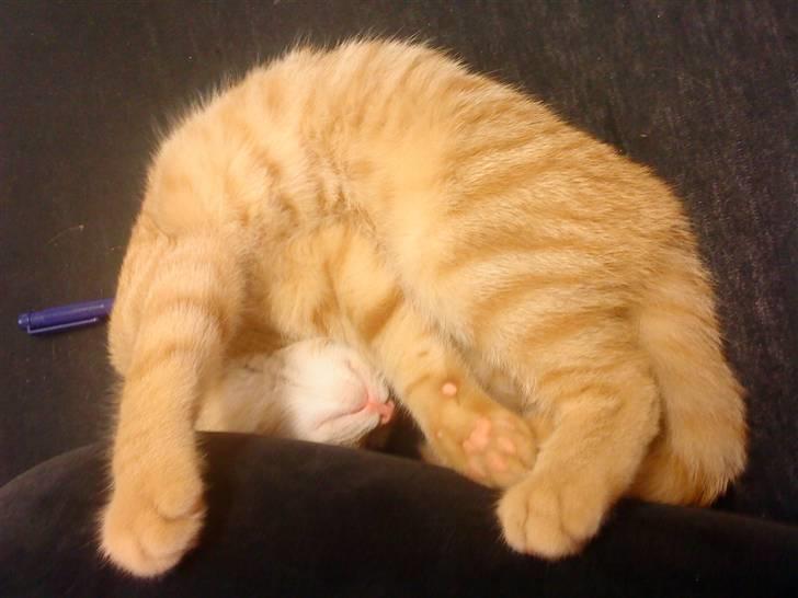 Blanding af racer Simba billede 4